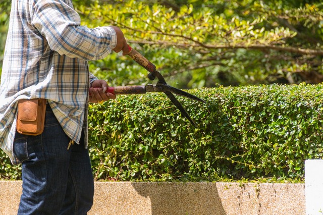 Garden Maintenance Putney, SW15